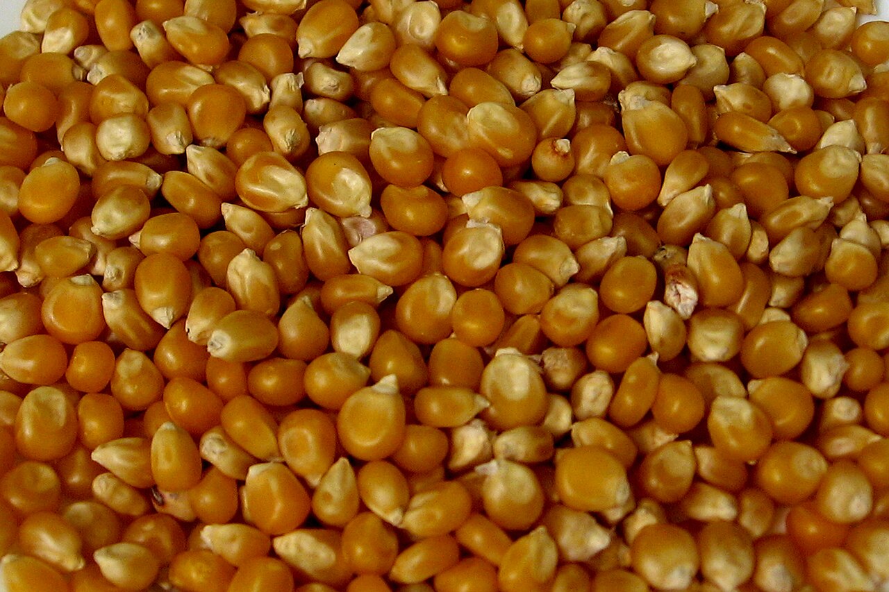 Illustrative unpopped popcorn kernels, not the ready-popped corn used in the recipe